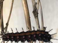 黒とオレンジっぽい色したふさふさの毛虫ってなんていう虫の幼虫 Yahoo 知恵袋