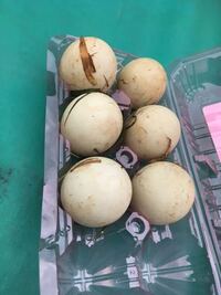 今の時期に 夜 木や草むらで ジージージージー と泣く虫は何ですか Yahoo 知恵袋