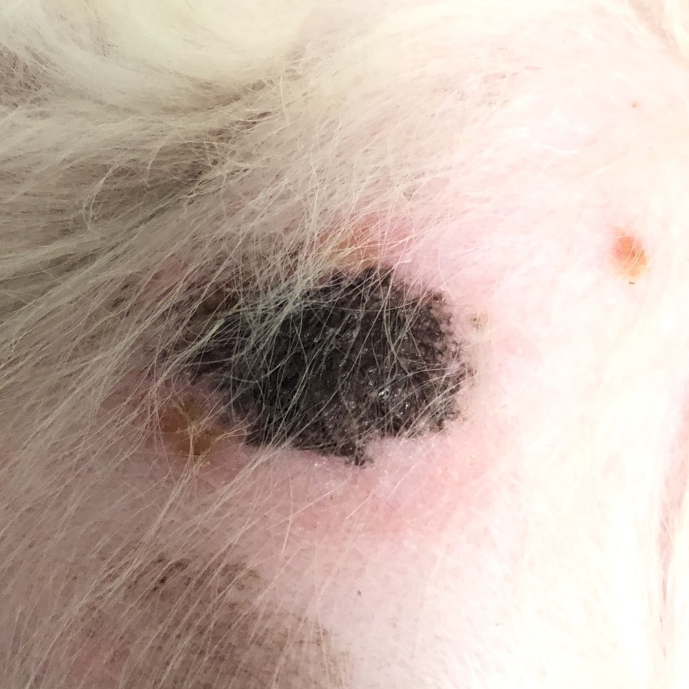 犬のお腹に黒いかさぶた？が出来たのですが剥がれませんu2026。始め、皮膚 