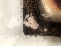 カブトムシの幼虫を育ててますが 土に白いカビのようなものが生えてきまし Yahoo 知恵袋