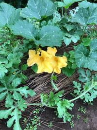 小玉スイカを植え付けた畑に 大きな黄色い花が咲いていました 花の Yahoo 知恵袋