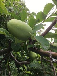 これ 何の実ですか 草木瓜 クサボケ の実ですね B Yahoo 知恵袋