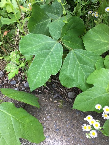この変な形の葉っぱの植物何ですか？ - つる植物の「葛」ですね。今年