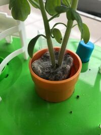 ミニトマトプランターの土表面に白カビ が生えました 3日前 ト Yahoo 知恵袋