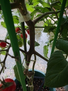 プランターで ミニトマトを作ってますが 茎の途中部分が茶色に変色 Yahoo 知恵袋