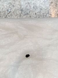 部屋のベッドでくつろいでいたところ 何やら小さいくて丸く茶色い虫のふ Yahoo 知恵袋