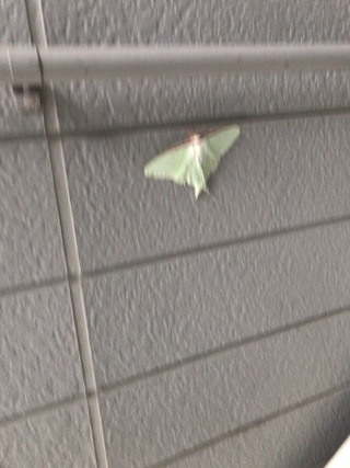 この虫なんですか 大人の手のひらサイズで黄緑の蛾 みたいなのが住んでるアパ Yahoo 知恵袋