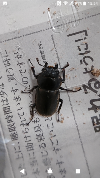 マンションの廊下で2センチほどのクワガタを拾いました 全く詳しくなく 調べ Yahoo 知恵袋