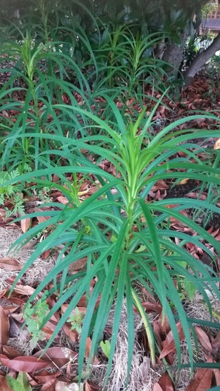 種が飛んできたのか 庭に見慣れない植物がはえてきました ユリのよ Yahoo 知恵袋