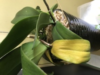 胡蝶蘭の葉っぱがみんな枯れてしまいました もう棄てるしかないの Yahoo 知恵袋