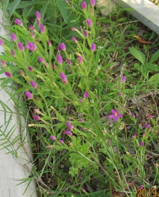 この雑草の名前を知りたいのですが 紫色した小さな花が咲いています Yahoo 知恵袋