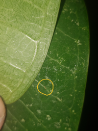 プルメリアの葉っぱが画像の様にプツプツとなり 虫？（まるで囲ったところ）のような物を見つけました。
2ミリ程で小さい物もいます。
駆除したいのですがこれはなんですか？
駆除の方法もわかる方居られましたらよろしくお願い致します。