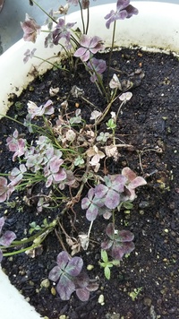 クローバーの葉が だんだんと色が抜けてきて 今は葉の一部が透けてしまってい Yahoo 知恵袋