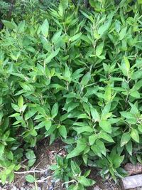 笹って食べれるんですか 食べれます 毒はないです 笹茶という Yahoo 知恵袋