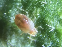 イチゴ栽培について質問です イチゴにアブラムシ ハダニ ナメクジがでて Yahoo 知恵袋