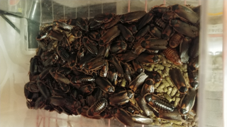 デュビアに詳しい方がいましたら教えてください デュビアの匂いがひどく掃 Yahoo 知恵袋