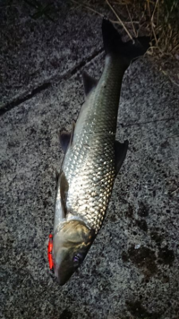 琵琶湖夜釣りについて最近冬で夜釣りをしているのですが全然釣れなくて Yahoo 知恵袋