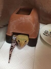 幼体のレオパを家に置いて3日ほど旅行に出かけたいのですが その間餌はどうすれば Yahoo 知恵袋