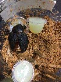 カブトムシの餌についてカブトムシのゼリーが切れたのでトマトをあげ Yahoo 知恵袋
