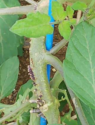 ミニトマトの茎にこんなものが出来ていたんですけど これは病気ですか Yahoo 知恵袋