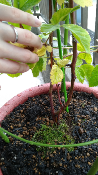 ブラックベリーをホームセンターで購入してきて 植え替えたので Yahoo 知恵袋