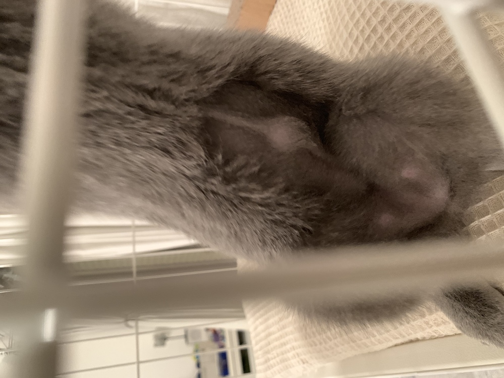 猫の臍ヘルニアについて。獣医の方、もしくは獣医学に明るい方お願い 