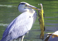 アオサギ シロサギという鳥がいます クロサギ アカサギなど別色の Yahoo 知恵袋