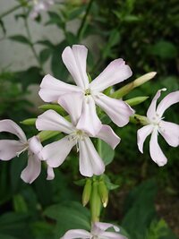 植物の水の通り道で 切り花着色剤に植物を浸したいんですが 絵の具 Yahoo 知恵袋