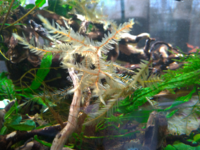 日本産淡水魚のヒナハゼは 無加温でも飼育出来ますでしょうか 場所は東京で室 Yahoo 知恵袋