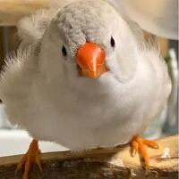 このキンカチョウ は 何ていう種類ですか 目の下のライ Yahoo 知恵袋