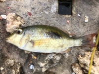 イッテンフエダイですか シガテラの可能性が高い マトフエフ Yahoo 知恵袋