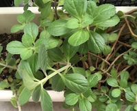 ハーブのミントの様な葉で ピンクの花が咲いています これはハーブ Yahoo 知恵袋