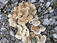 キノコに詳しい方にお聞きします 庭にこんな平たいキノコが生えてし Yahoo 知恵袋