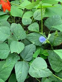ツルムラサキの花は 食べても大丈夫ですか スーパーで買ってきたツルムラサ Yahoo 知恵袋