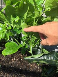 5月半ばに植えたパッションフルーツが全然成長しないと思ってたら急 Yahoo 知恵袋