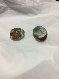 犬に甘栗をあげても大丈夫ですか 少しを上げては大丈夫で Yahoo 知恵袋