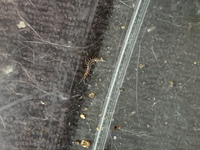 ピートモスの無調整は表示されてますか 100円ショップで購入した Yahoo 知恵袋