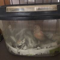 アキクサインコについて質問です ずっと小鳥を買ってみたくて最低の知識は Yahoo 知恵袋