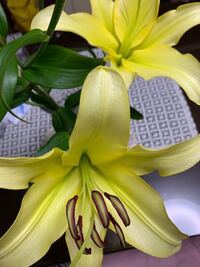 百合の花を購入したのですが 花が咲いたら 花びらの真ん中に Yahoo 知恵袋