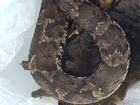 蛇の死骸を庭で発見いたしました 飼い猫のしわざが頭側は原型を留めていない為 Yahoo 知恵袋