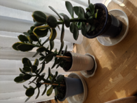 天ぷらを見栄えよくするためにする 花を咲かす これが上手く出来ませ Yahoo 知恵袋