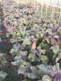 ベランダで育てている大葉 青ジソ の色が薄くなってしまいました 大葉を Yahoo 知恵袋