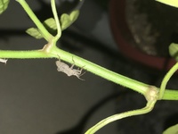 Fwf トウガラシが嫌いな虫は いますか Fwf 逆に好きな虫は Yahoo 知恵袋