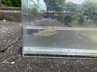 伊佐沼公園の近くの池や川や水路などで 釣りをしては行けない場所はありますか Yahoo 知恵袋