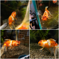 うちの金魚はポップアイでしょうか 写真の判断と治療方法を教えてください Yahoo 知恵袋