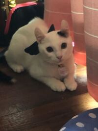 捨て猫がよくいる場所を教えて下さい こちらは港は沢山居ます後公園公園 Yahoo 知恵袋