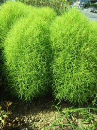 ゴールドクレストが大きくなりすぎて 涙 ３年前くらいに庭にゴールドクレスト Yahoo 知恵袋