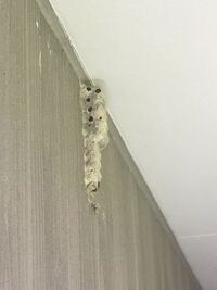 質問です 家の外壁に虫の卵のようなものが付いていたのですがなんの虫か Yahoo 知恵袋