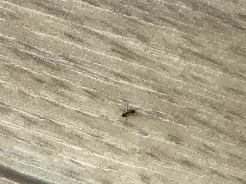 アリの巣ころりが効かないとても小さいアリについて 近づいて見ないと分からな Yahoo 知恵袋