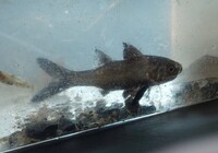 この魚はなんという魚ですか 和歌山県串本町の磯のタイドプールで捕 Yahoo 知恵袋